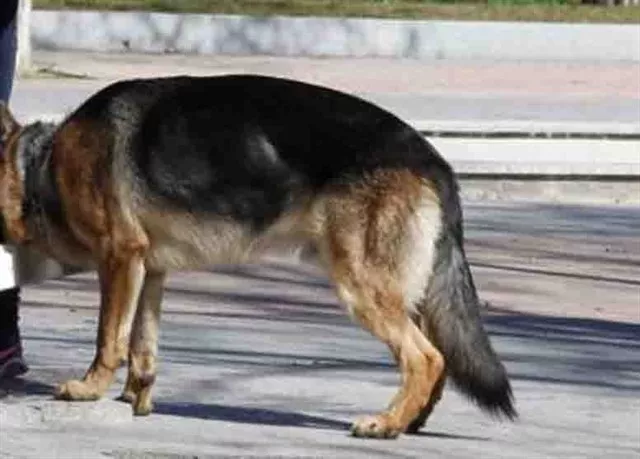 noticias cadiz perros_6.jpg