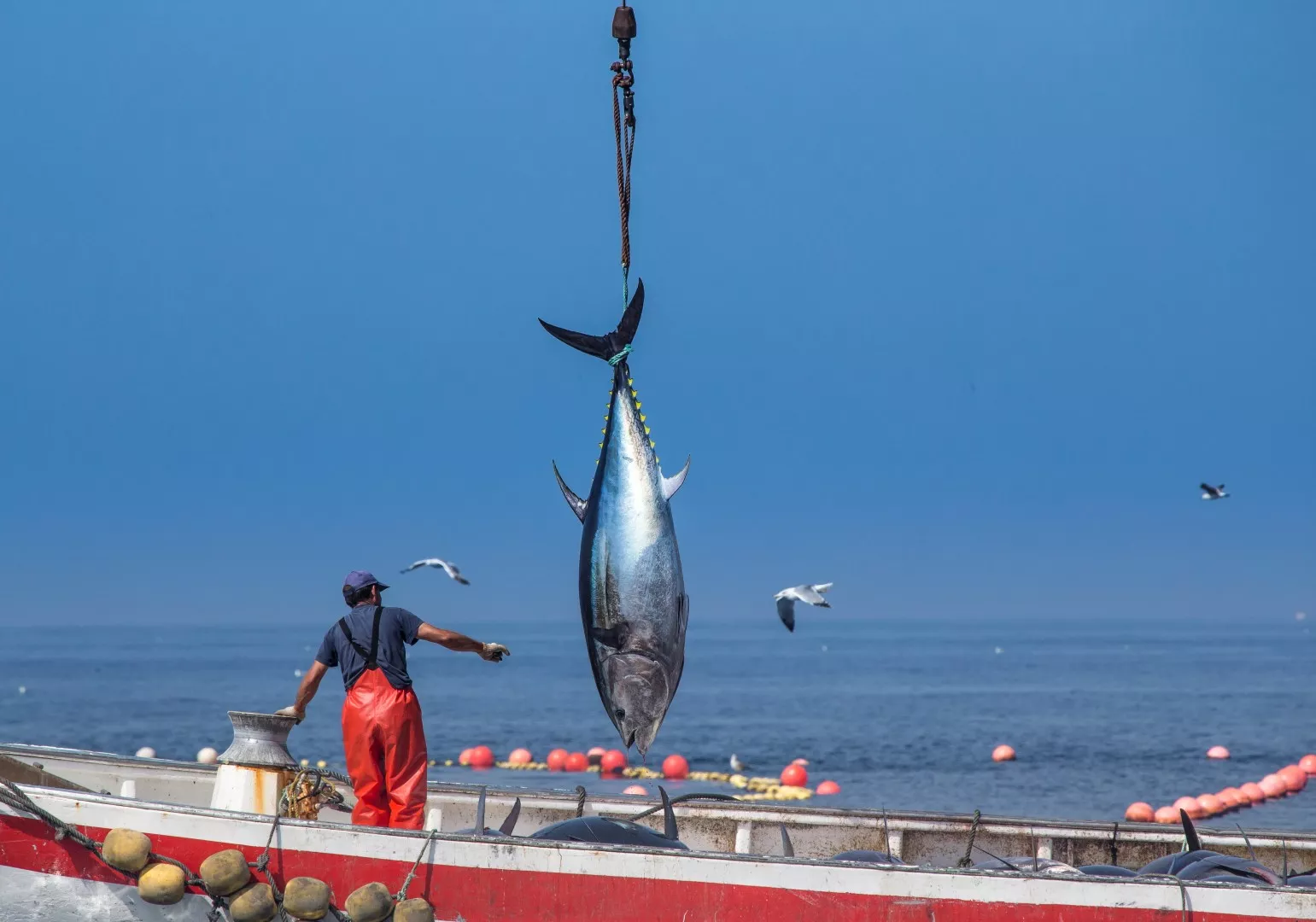 noticias cadiz- Atún en levantada de la Almadraba de Barbate.jpg