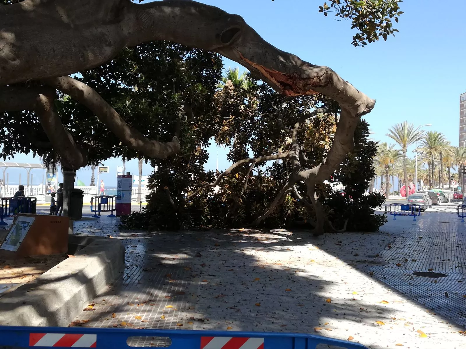 ficus.jpg ficus.jpg