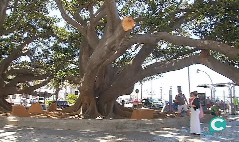 noticias cadiz ficus del mora.jpg