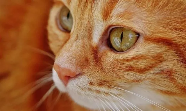 noticias cadiz gato.jpg noticias cadiz gato.jpg