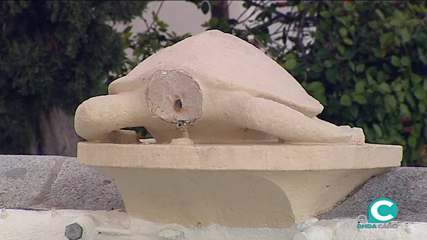 noticias cadiz tortuga.jpg noticias cadiz tortuga.jpg