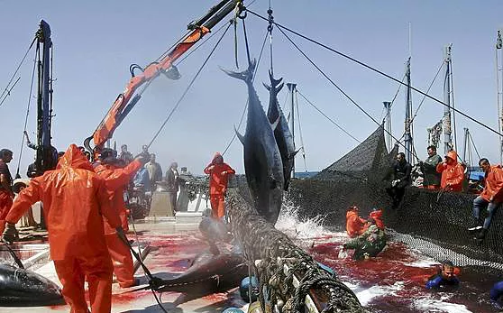 noticias cadiz atun-almadraba--644x362.jpg noticias cadiz atun-almadraba--644x362.jpg