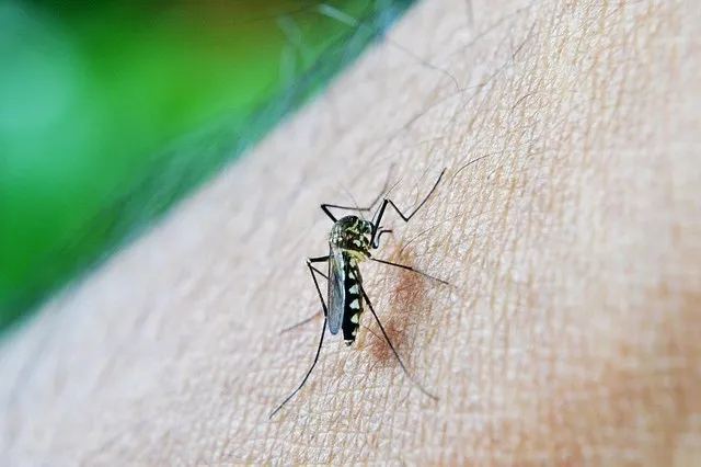 noticias cadiz dengue.jpg noticias cadiz dengue.jpg
