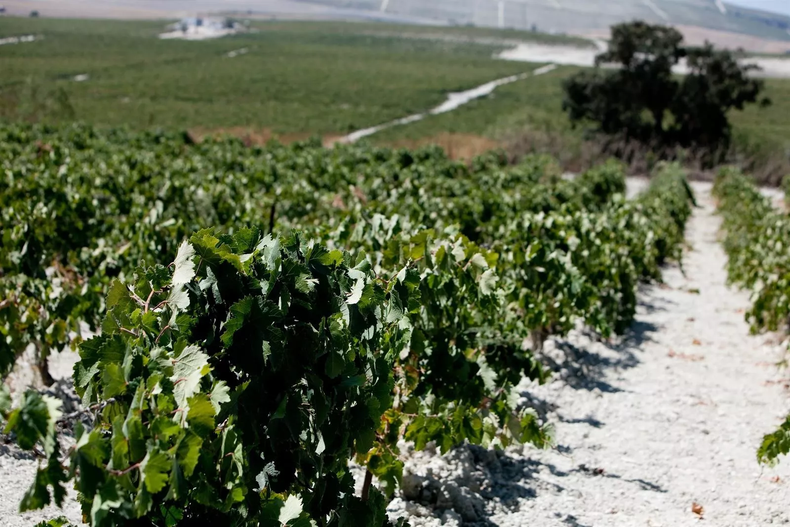 noticias cadiz vendimia_3.jpg noticias cadiz vendimia_3.jpg