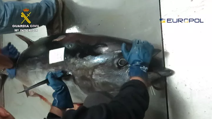 noticias cadiz_op_tarantelo_1.jpg noticias cadiz_op_tarantelo_1.jpg