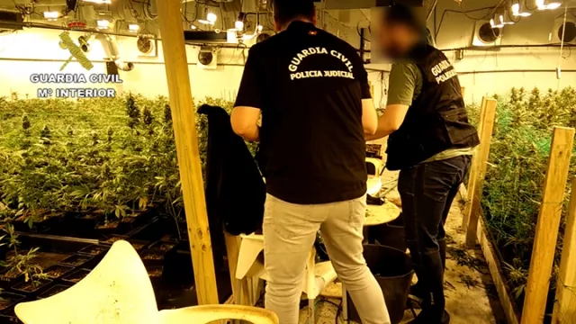 incautaciones-marihuana_02.jpg incautaciones-marihuana_02.jpg