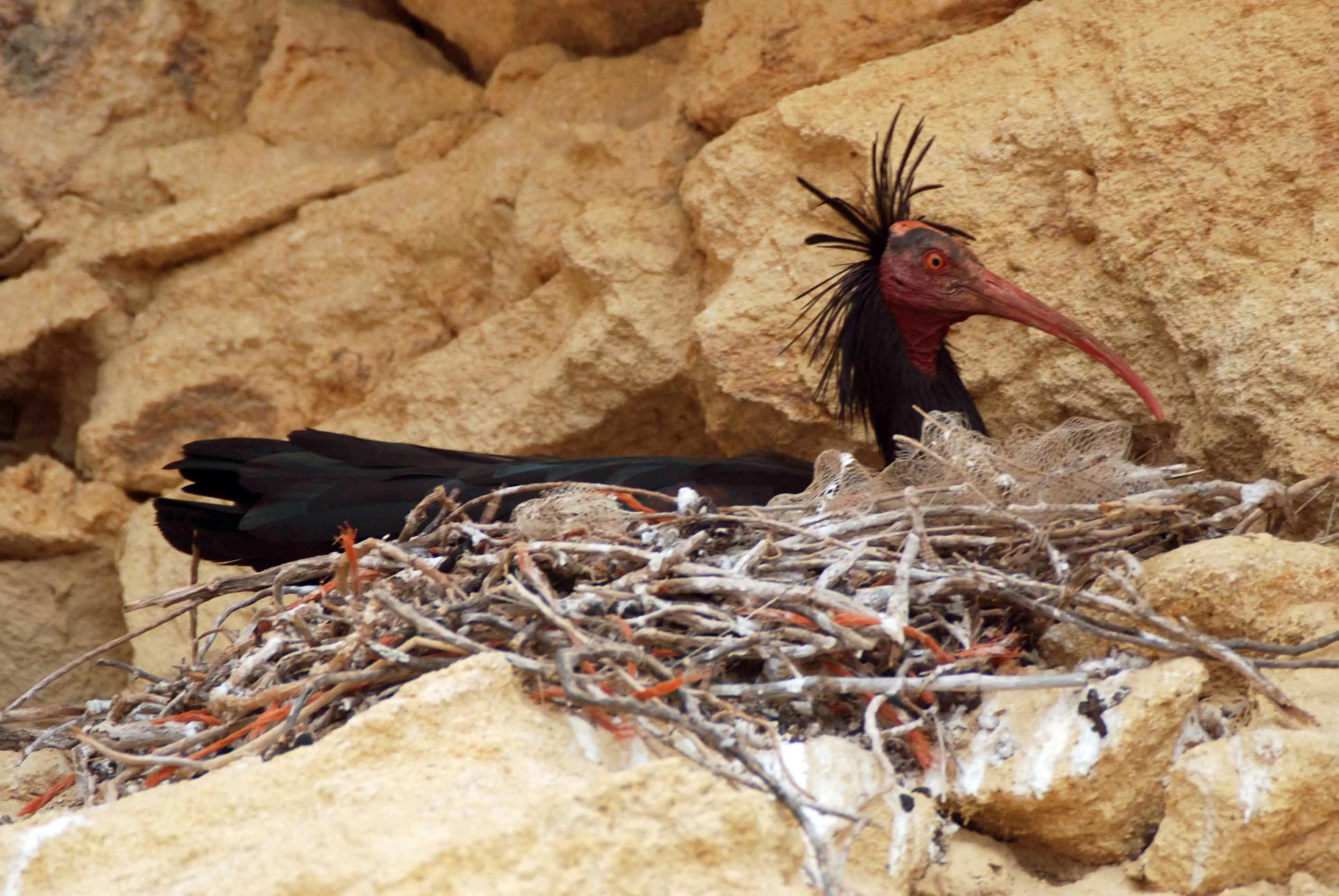 noticias cadiz Fot Ibis 1.jpg noticias cadiz Fot Ibis 1.jpg