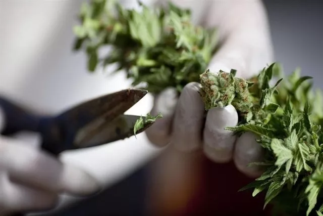 noticias cadiz marihuana_3.jpg noticias cadiz marihuana_3.jpg