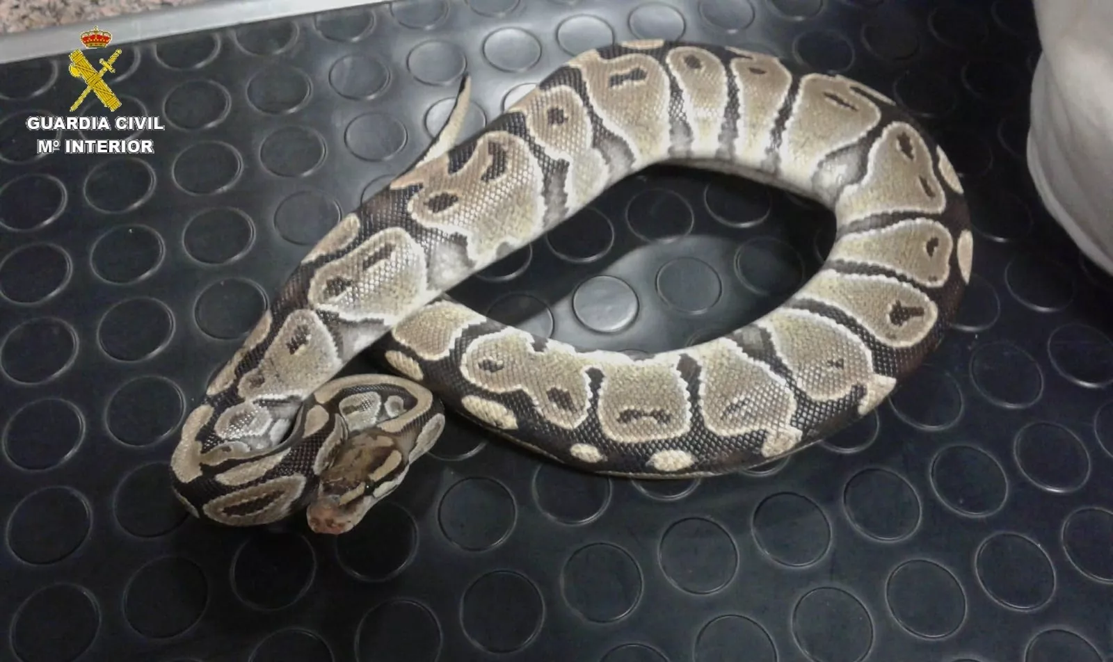 noticias cadiz serpiente piton.jpg noticias cadiz serpiente piton.jpg