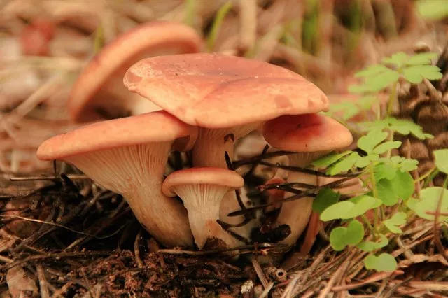 noticias cadiz setas.jpg noticias cadiz setas.jpg