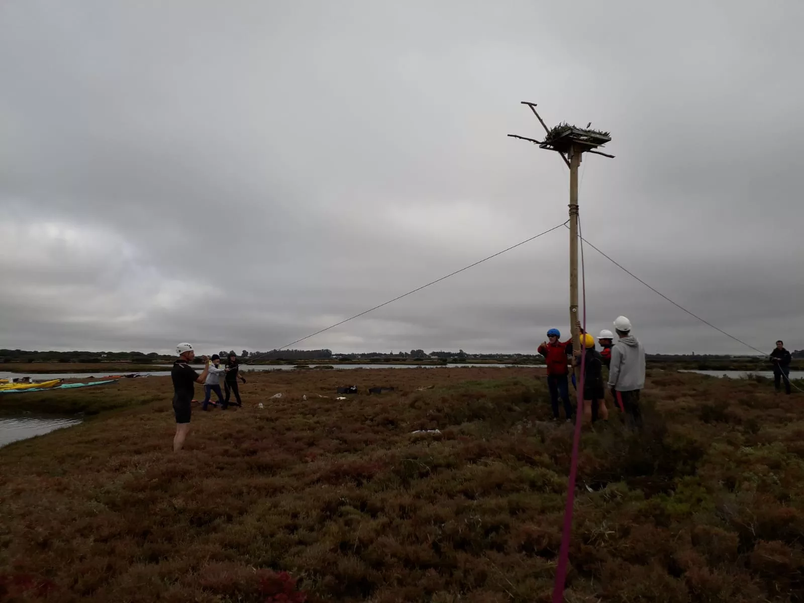 noticias cadiz aguila pescadora nido 2018.jpg noticias cadiz aguila pescadora nido 2018.jpg