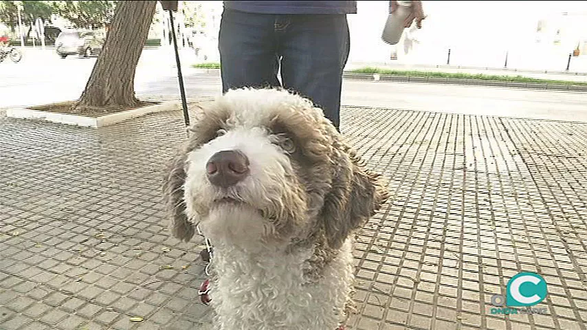 noticias cadiz perros_7.jpg