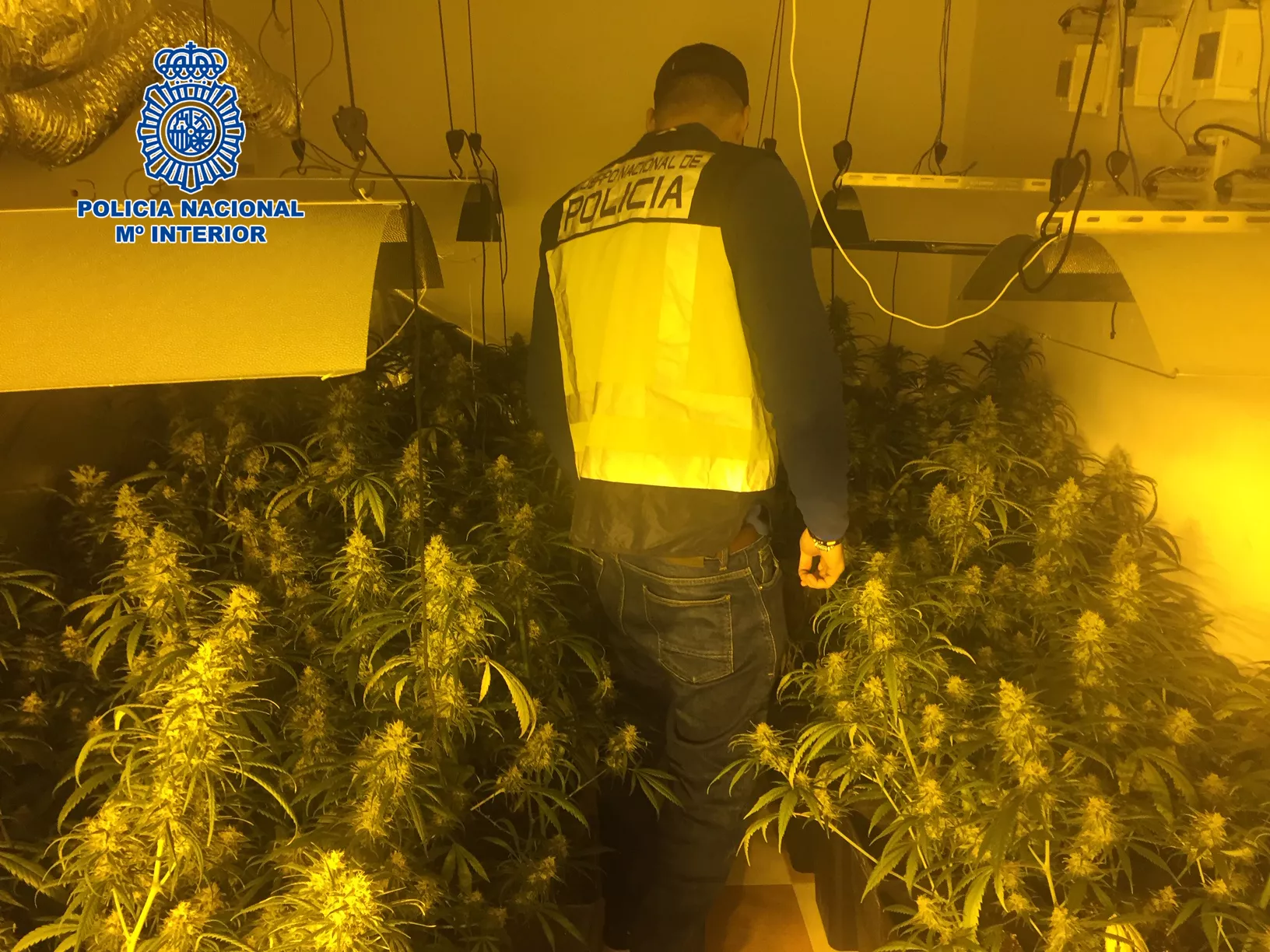noticias cadiz Jerez Plantación Marihuana.jpg noticias cadiz Jerez Plantación Marihuana.jpg