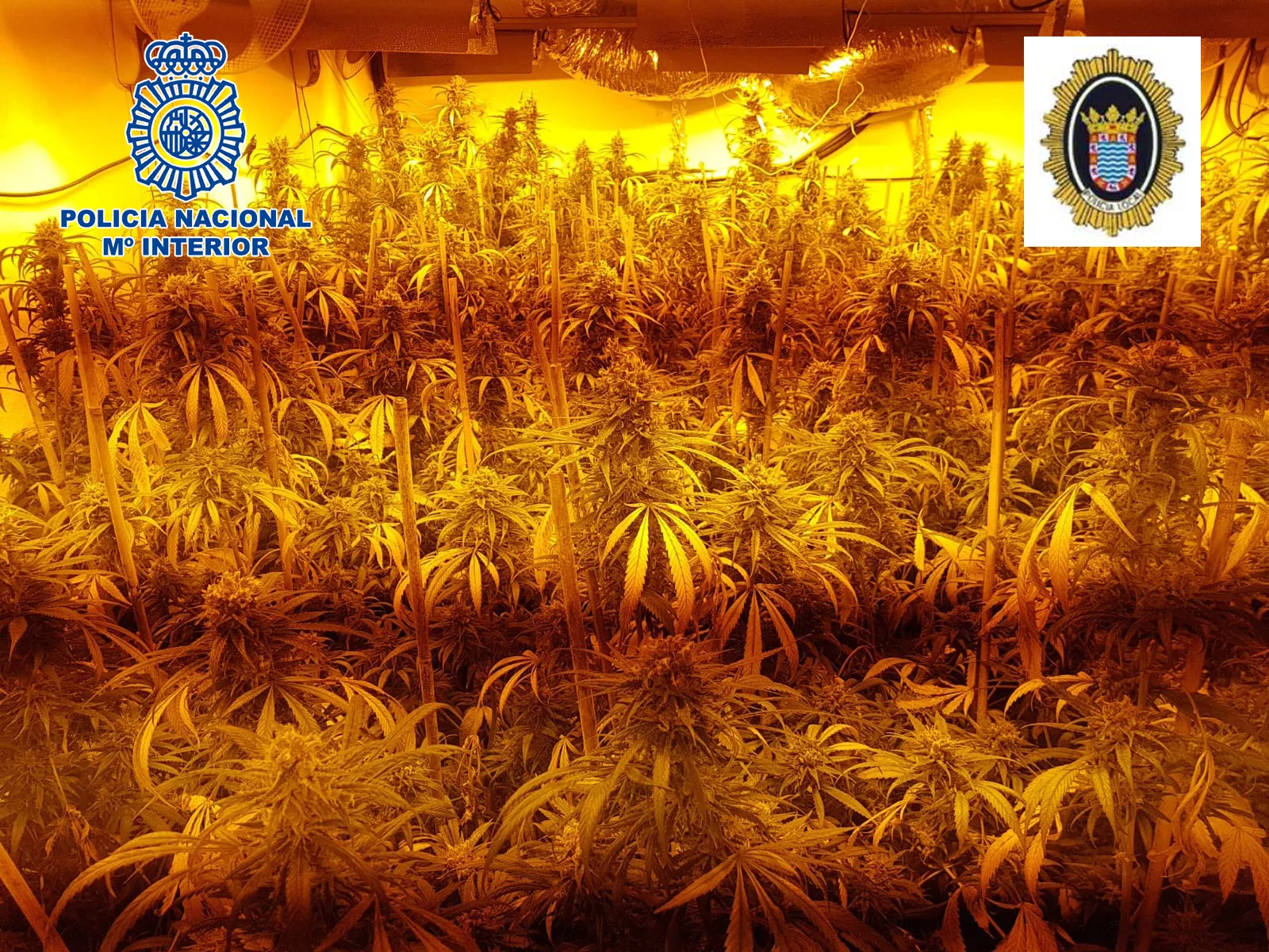 2019-02-06 Jerez Plantacion Marihuana (2).jpg 2019-02-06 Jerez Plantacion Marihuana (2).jpg