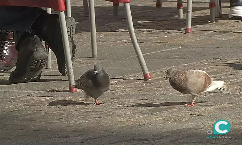 FOTO PALOMAS.jpg FOTO PALOMAS.jpg