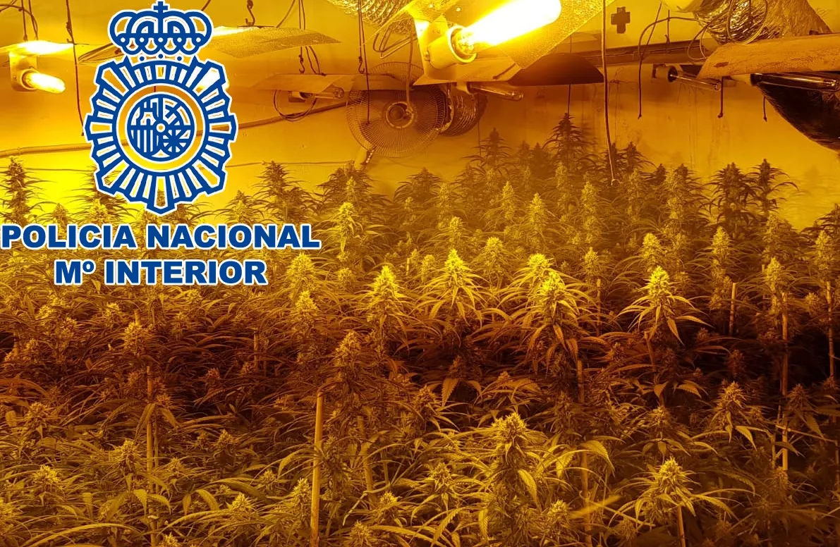 noticias cadiz Sanlucar Plantación Marihuana OKOK.jpg noticias cadiz Sanlucar Plantación Marihuana OKOK.jpg