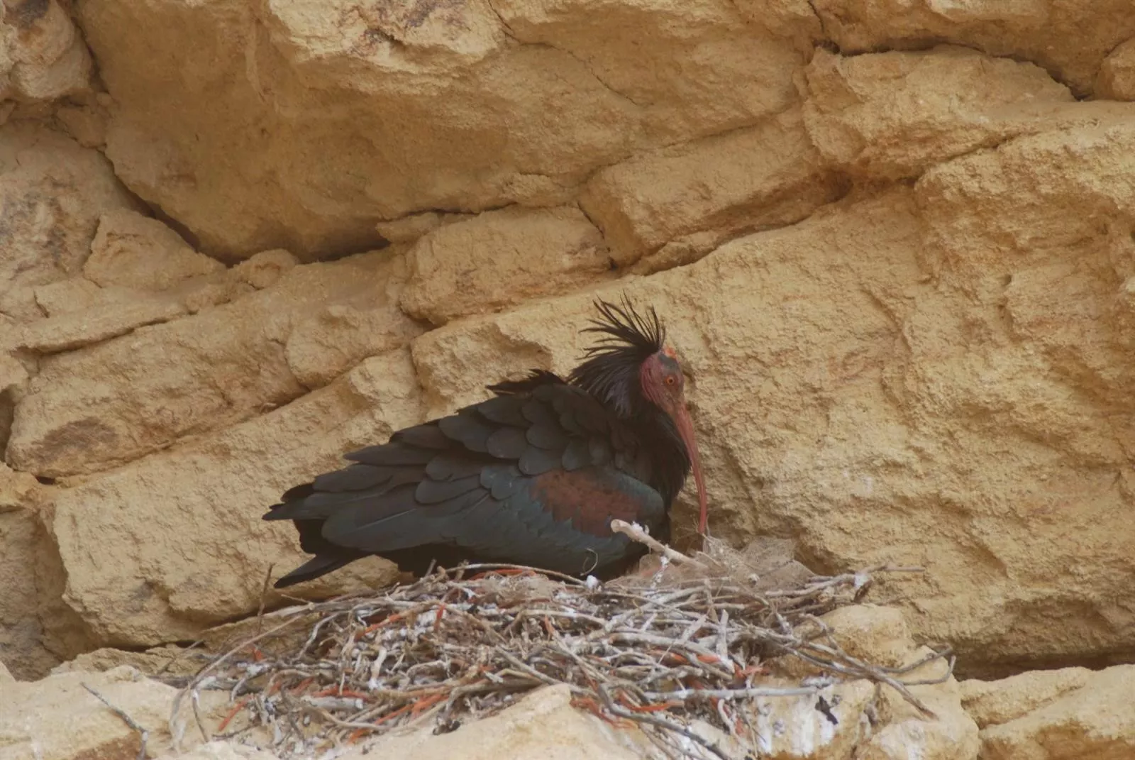 noticias cadiz ibis eremita.jpg noticias cadiz ibis eremita.jpg