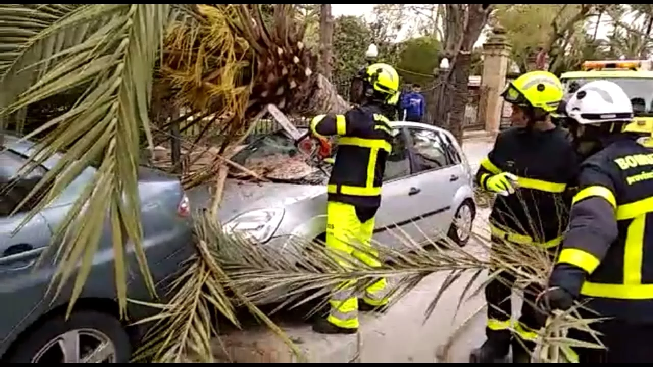 Efectivos de bomberos retiran una palmera caída sobre un coche en el parque Genovés noticias cadiz VIENTO CÁDIZ. PALMERA CARLOS III.260319.jpg
