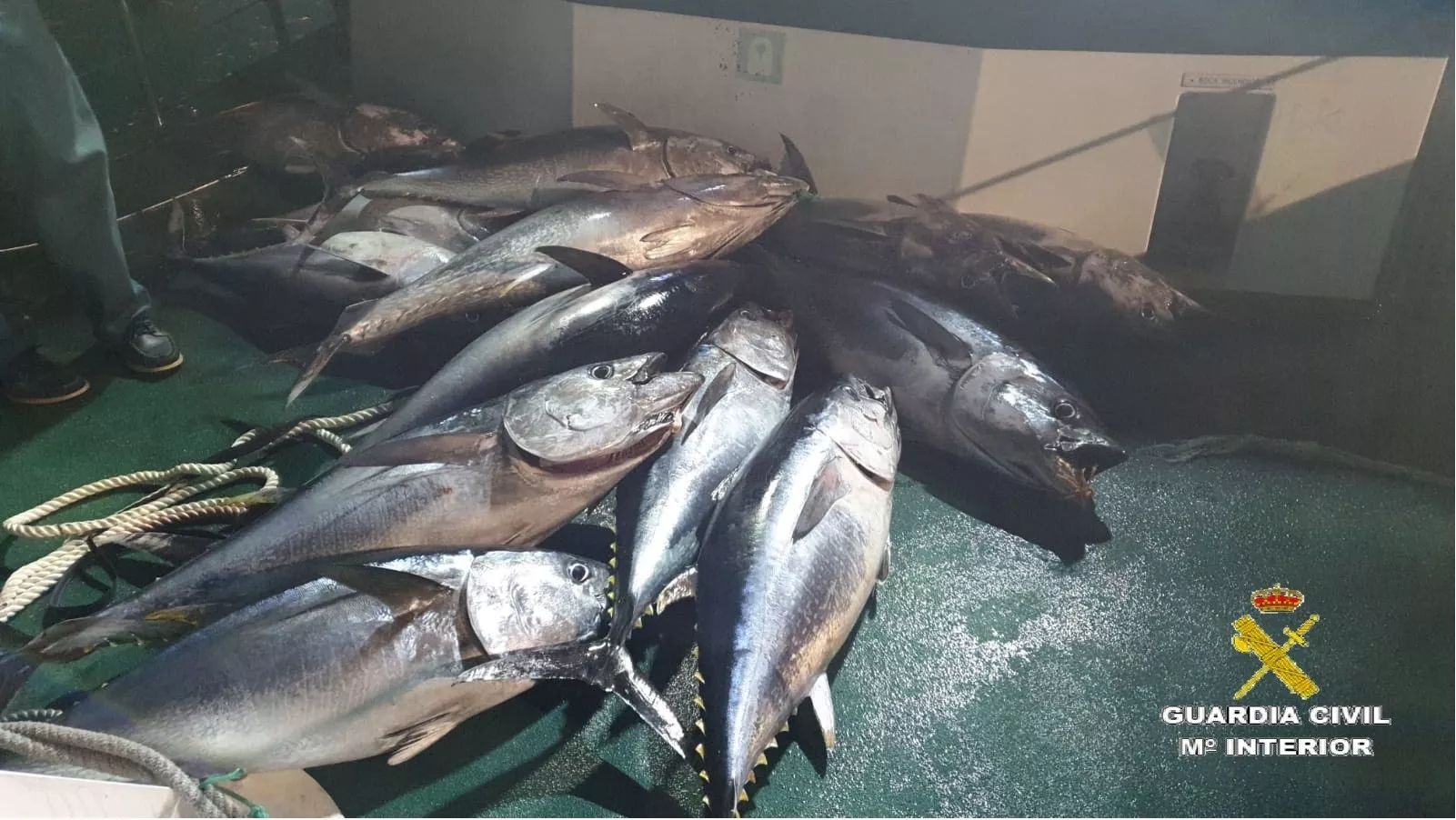 noticias cadiz atun rojo_3.jpg noticias cadiz atun rojo_3.jpg