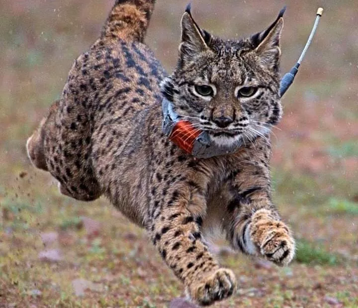 noticias cadiz lince_0.jpg noticias cadiz lince_0.jpg