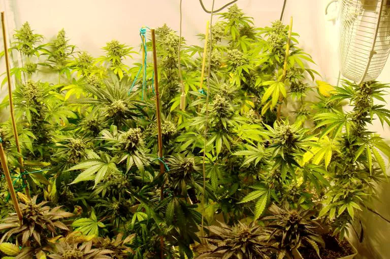 noticias cadiz marihuana plantacion.jpg noticias cadiz marihuana plantacion.jpg
