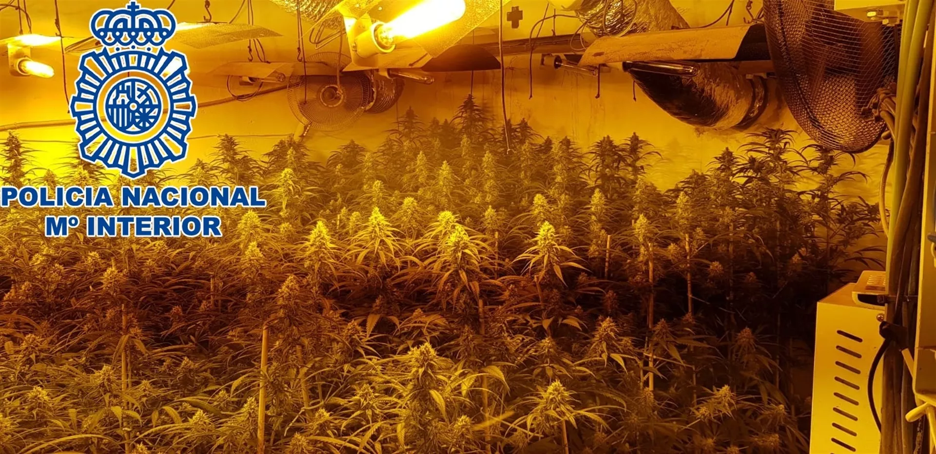 noticias cadiz marihuana sanlucar.jpg noticias cadiz marihuana sanlucar.jpg