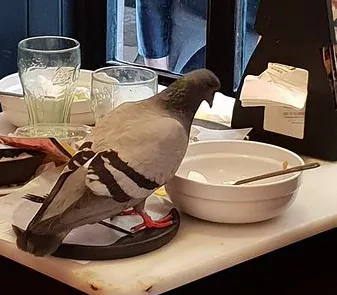 noticias cadiz palomas.jpg noticias cadiz palomas.jpg