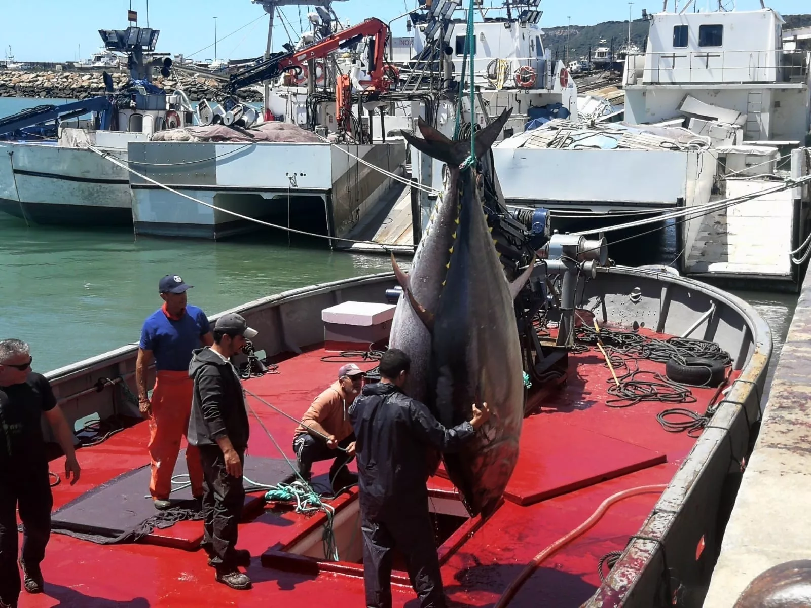 NOTICIAS CADIZ ALMADRABA.jpg NOTICIAS CADIZ ALMADRABA.jpg