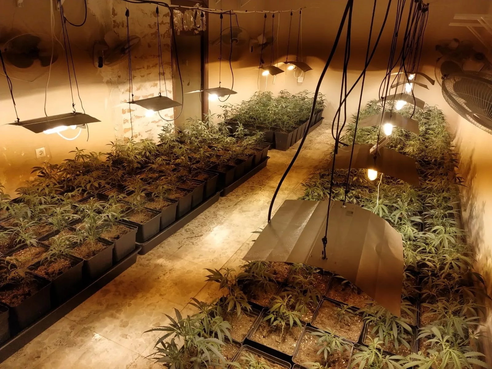 NOTICIAS CADIZ MARIHUANA ABUELA.jpg NOTICIAS CADIZ MARIHUANA ABUELA.jpg