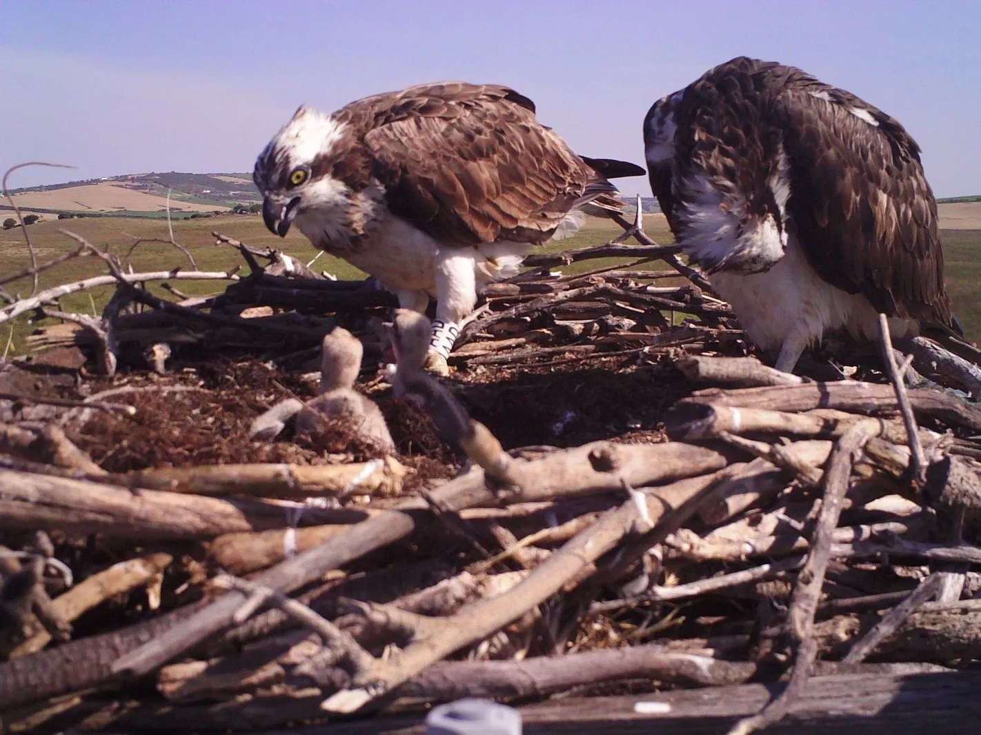 noticias cadiz aguila pescadora.jpg noticias cadiz aguila pescadora.jpg