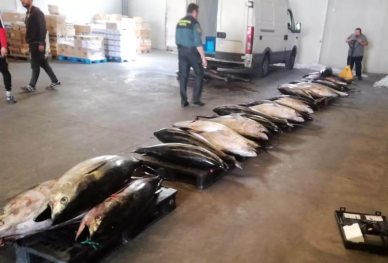 noticias cadiz atun_0.jpg noticias cadiz atun_0.jpg