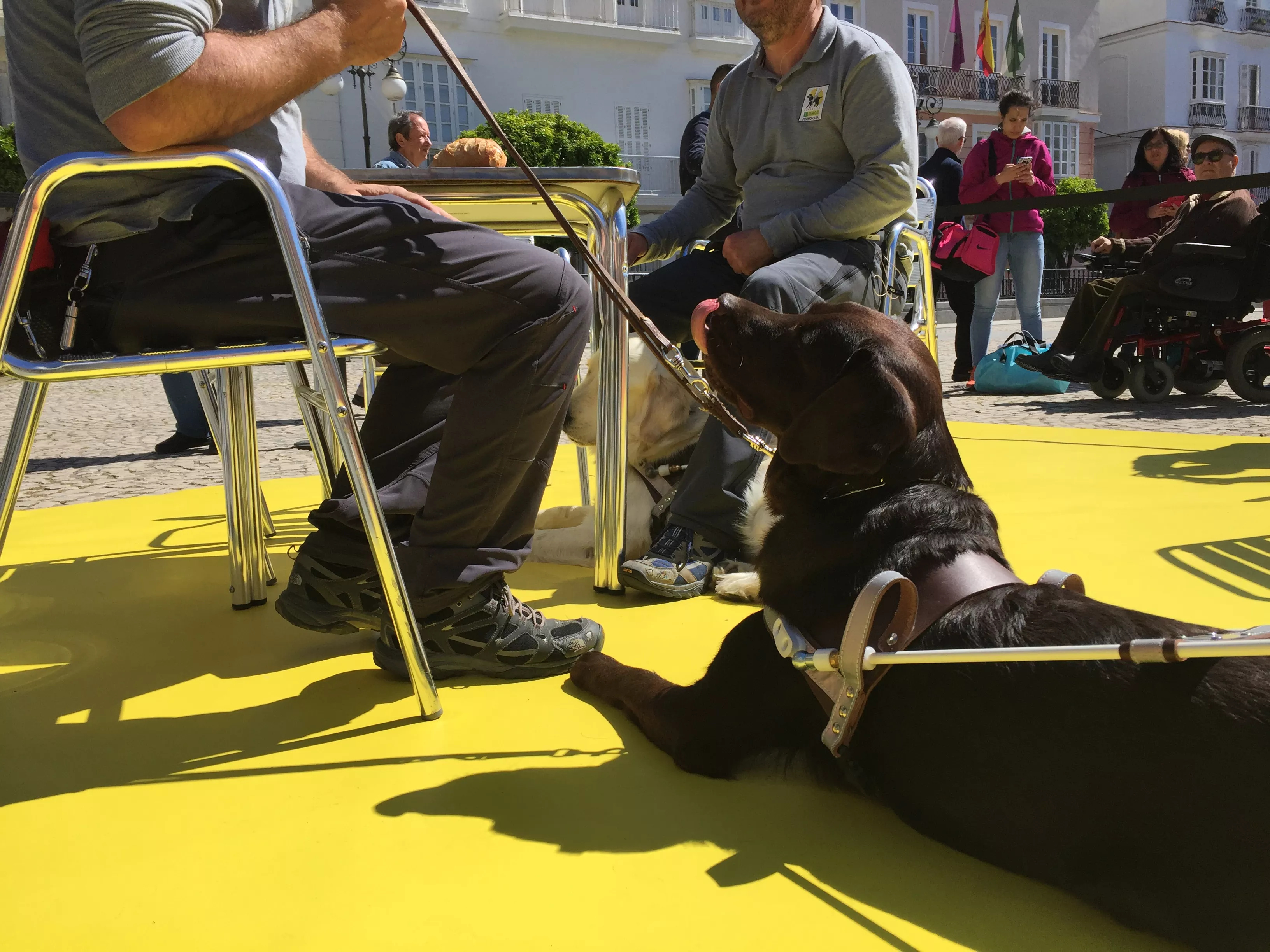 noticias cadiz perros guias san antonio.jpeg noticias cadiz perros guias san antonio.jpeg