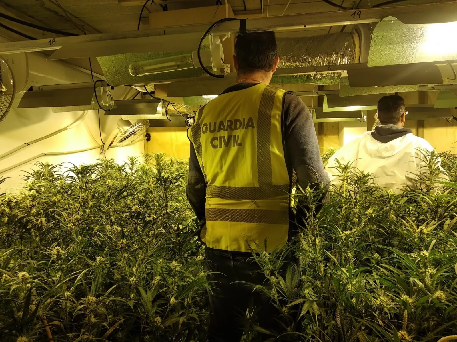 noticias cadiz plantación sanlúcar.jpg noticias cadiz plantación sanlúcar.jpg