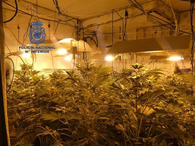 noticias cadiz plantaciones marihuana.jpg noticias cadiz plantaciones marihuana.jpg