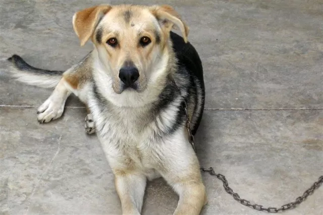 noticias cadiz animales domesticos.jpg noticias cadiz animales domesticos.jpg
