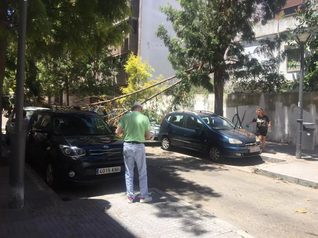 Calle Colarte noticias cadiz arbol caído calle colarte.JPG