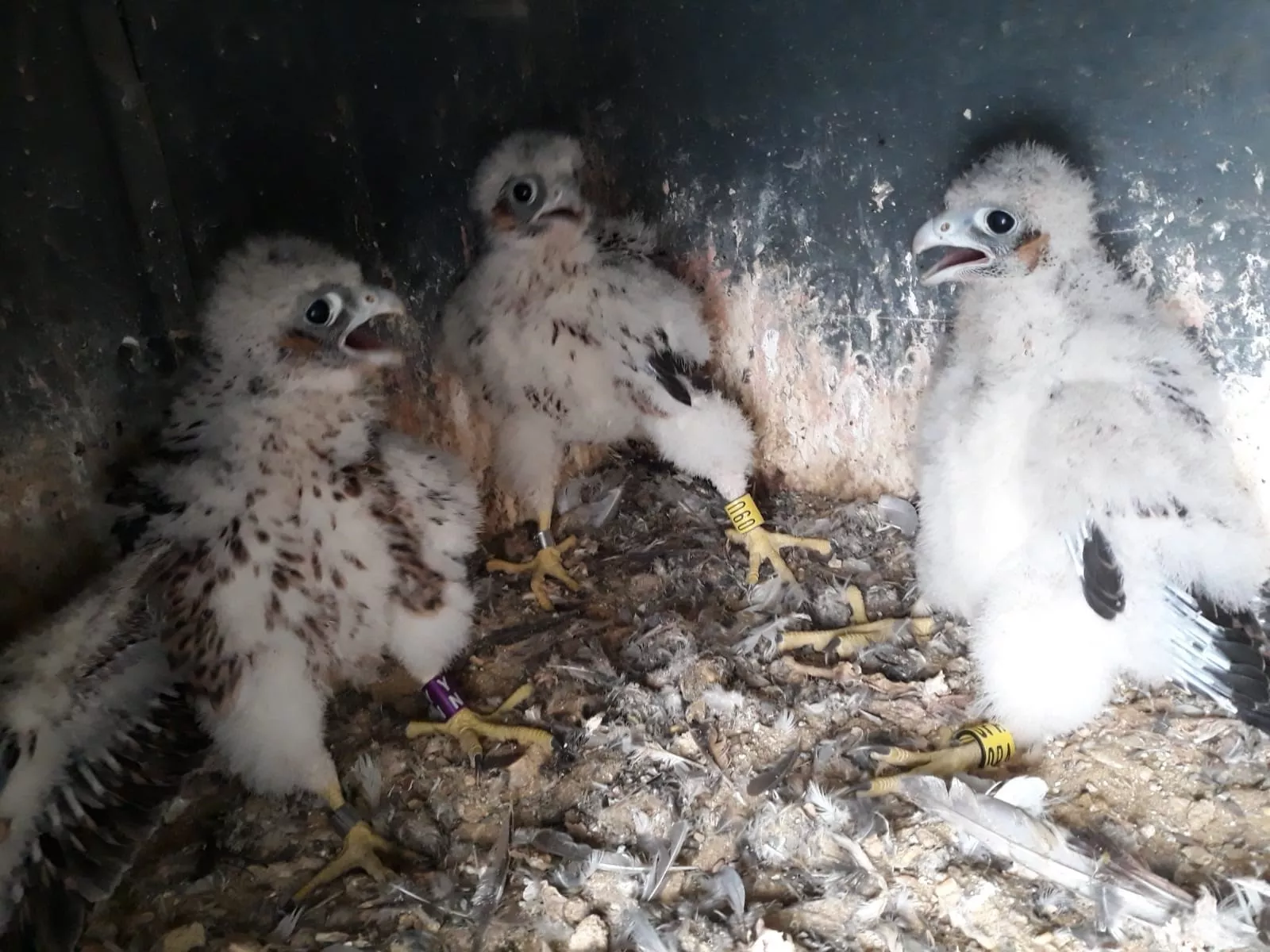 noticias cadiz halcones en puntales.jpg noticias cadiz halcones en puntales.jpg