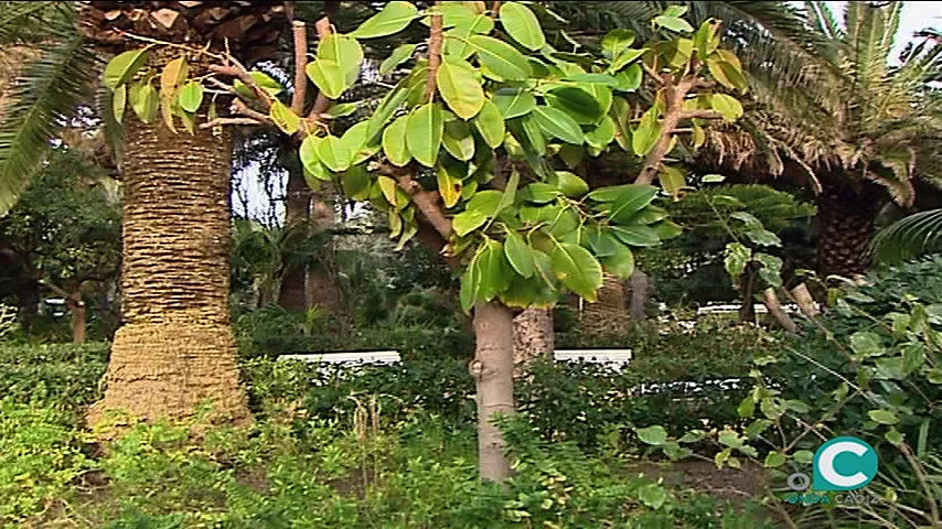 noticias cadiz jardin botanico_0.jpg noticias cadiz jardin botanico_0.jpg