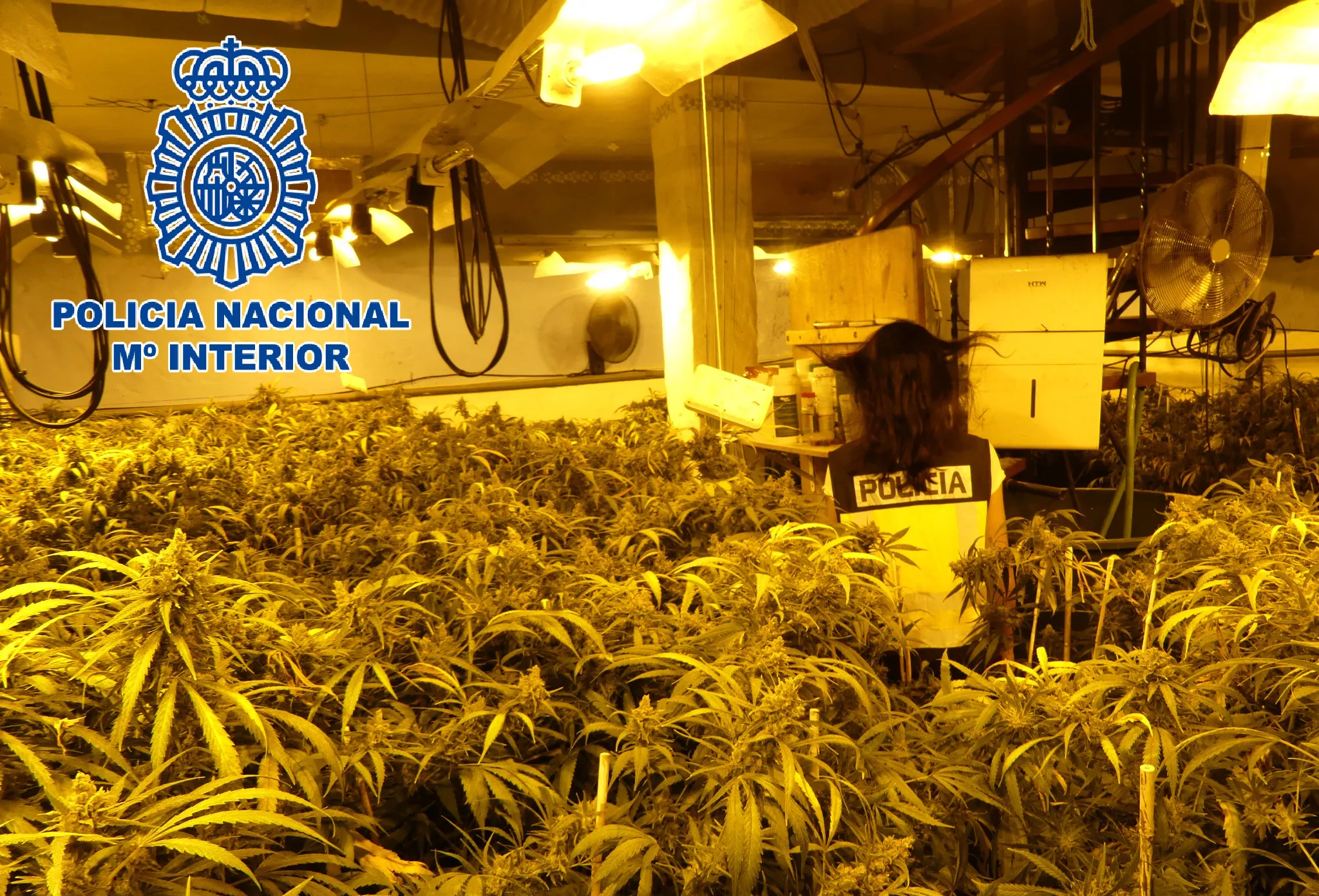 noticias cadiz marihuana.JPG noticias cadiz marihuana.JPG