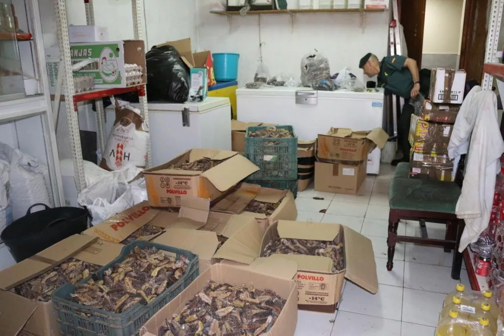 noticias cadiz pepino del mar.jpg noticias cadiz pepino del mar.jpg
