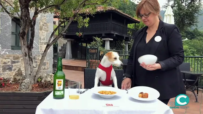 noticias cadiz perro.jpg noticias cadiz perro.jpg
