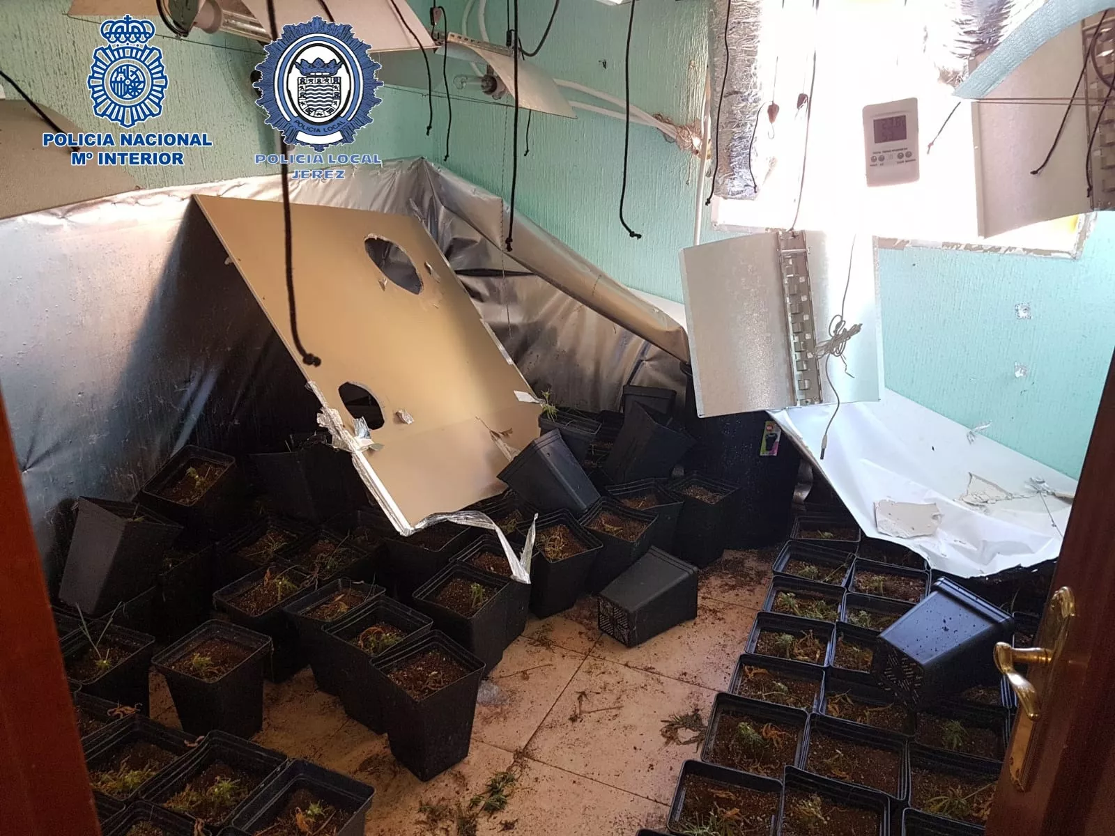 noticias cadiz plantacion_0.jpg noticias cadiz plantacion_0.jpg