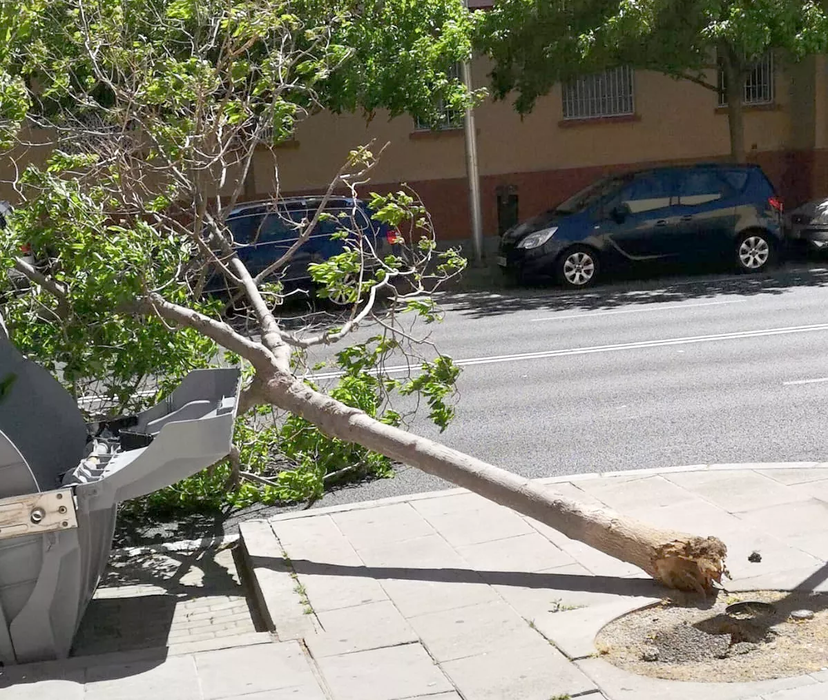 El viento derribó árboles y contenedores