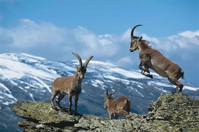 noticias cadiz cabra montesa.jpg noticias cadiz cabra montesa.jpg