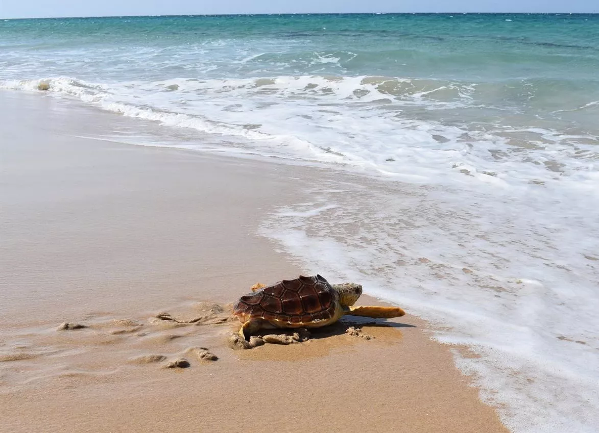 noticias cadiz tortugas.jpg noticias cadiz tortugas.jpg