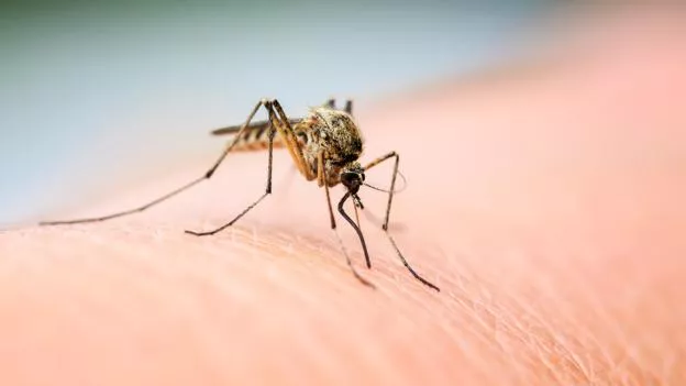 noticias cadiz Mosquito.jpg noticias cadiz Mosquito.jpg
