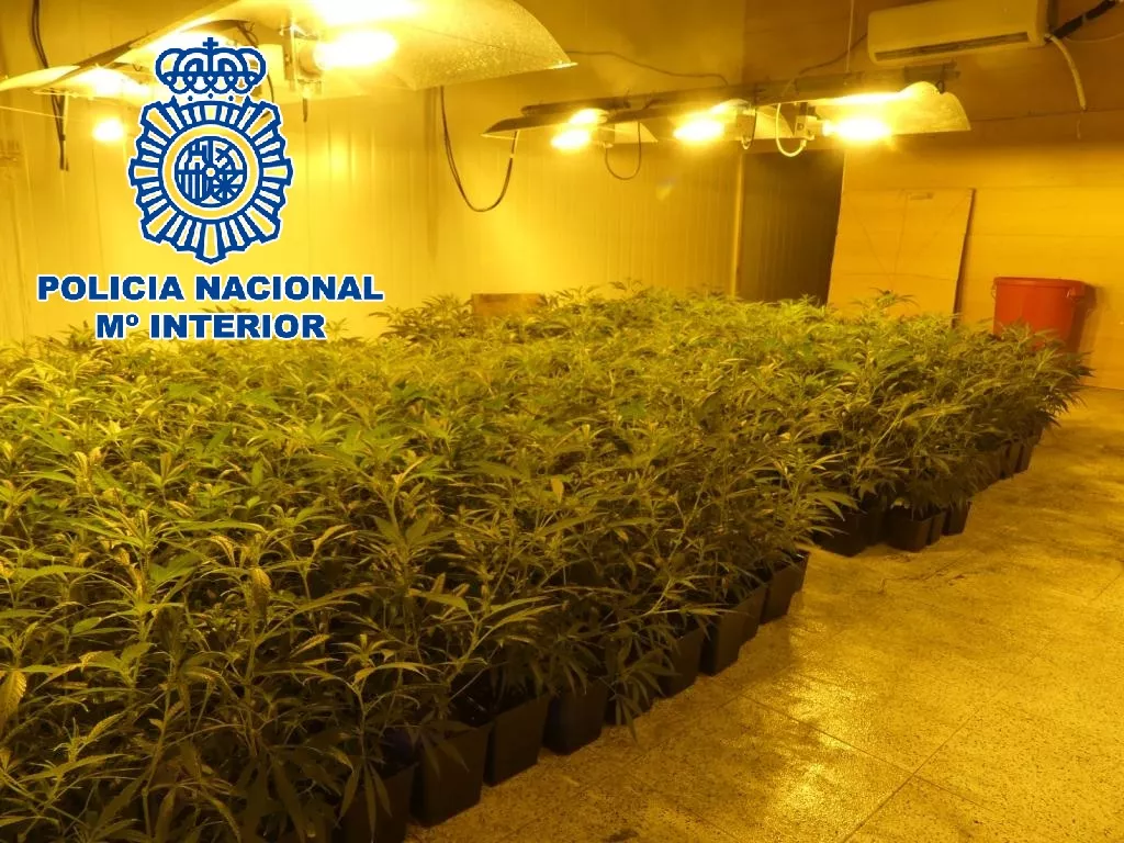 noticias cadiz San Fernando OP Golondrina Plantacion Marihuana (4).JPG