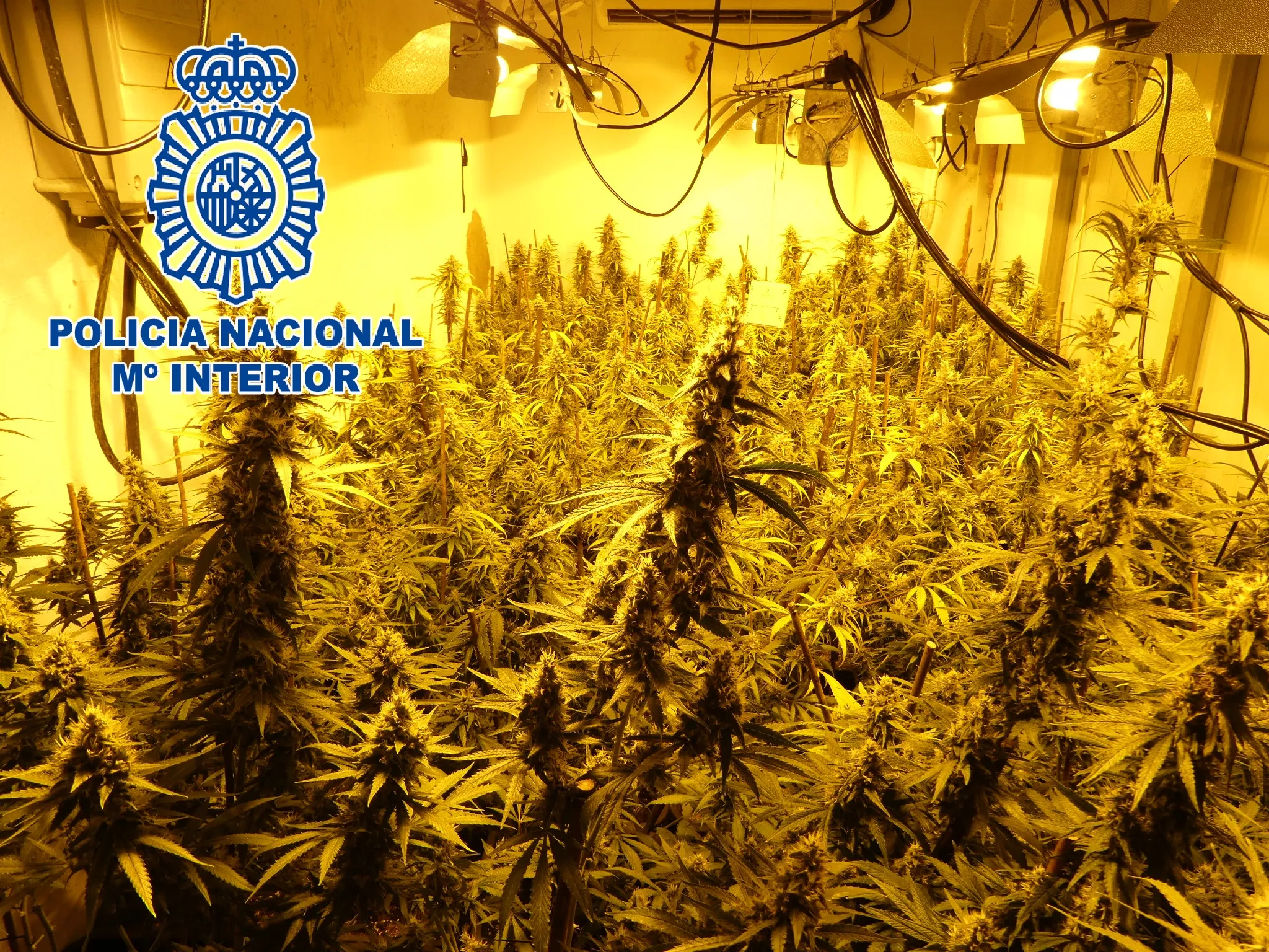noticias cadiz Sanlucar Plantaciones Marihuana.JPG noticias cadiz Sanlucar Plantaciones Marihuana.JPG