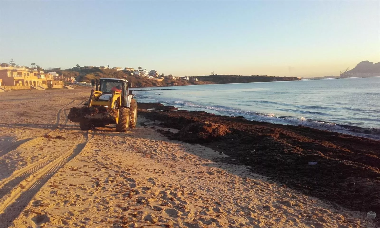 noticias cadiz algas.jpg noticias cadiz algas.jpg